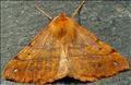 1923 (70.244) Feathered Thorn